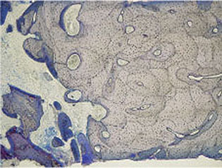 Khoury_fig003d.jpg