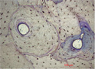 Khoury_fig003e.jpg