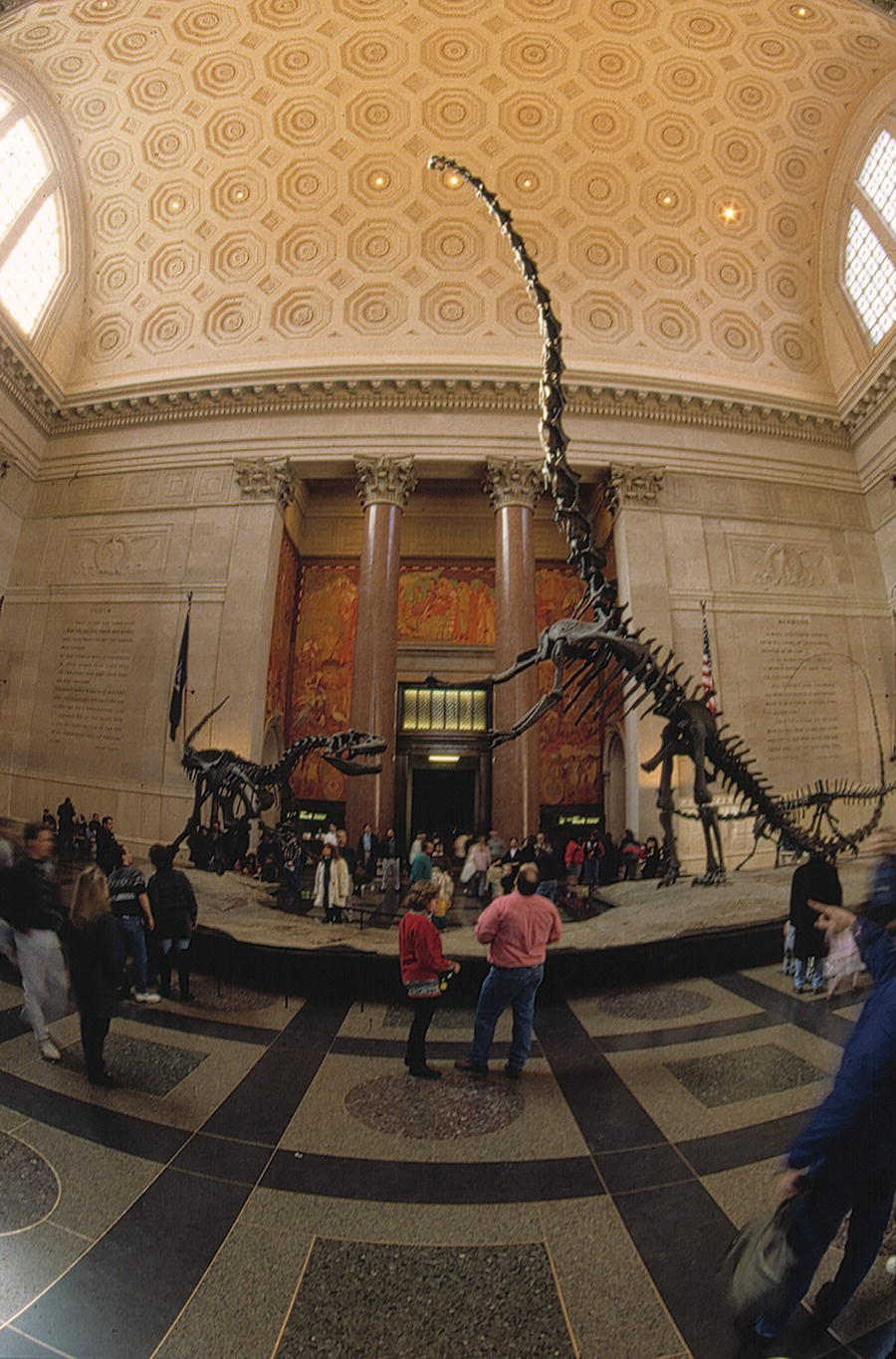 Photo displaying a fossil of a 40‐foot Barosaurus in American Museum of Natural History in New York City. People are observed around the fossil.