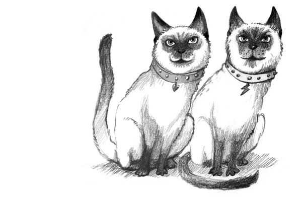 Zwei Siamkatzen